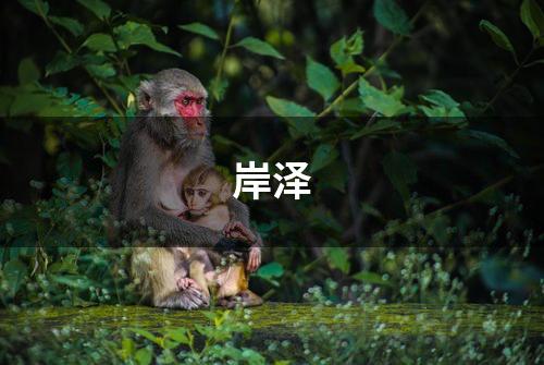 岸泽