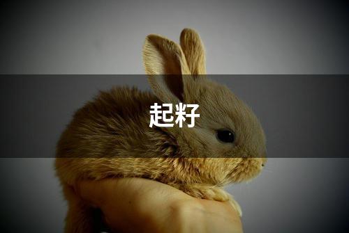 起籽