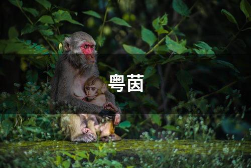 粤茵