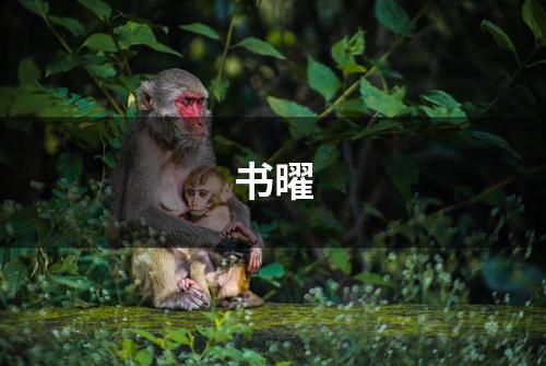 书曜