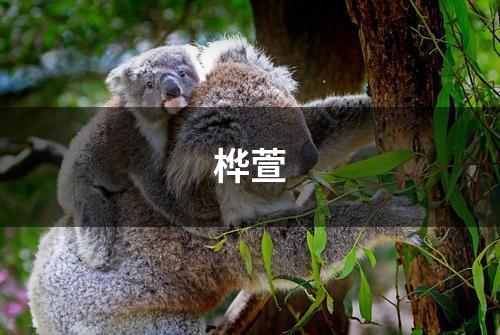 桦萱